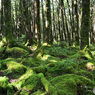 苔むす丸山の森周辺