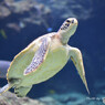 美ら海水族館にて1