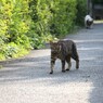 逃げるが勝ち　にゃん！