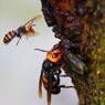 樹液を求めて