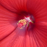 夏の花6(タイタンビガス)