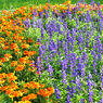 公園の花畑