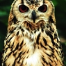 Eagle Owl -RAW-