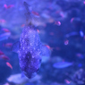 お魚さんも縦構図