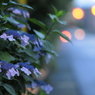 早朝の紫陽花（2）