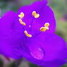 flower12