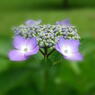 flower7