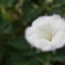 flower8