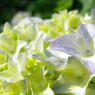 flower9