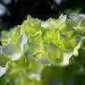 flower10