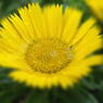 flower11