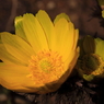 福寿草の花