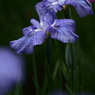 花菖蒲　- 青白筋 -