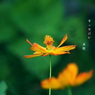 写真句：野の花