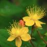 名前は知らない可憐な花