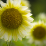 Girasole bianco