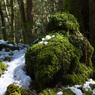 苔むす溶岩