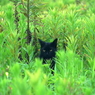 写真句：黒猫