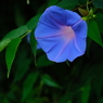 花歩記