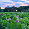 「不忍池の夜明け」１