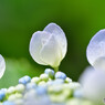 近所の紫陽花