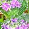 近所の紫陽花