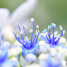 近所の紫陽花