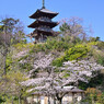 春の横浜三渓園