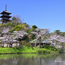 春の横浜三渓園
