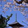 春の横浜三渓園