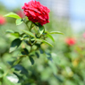 赤い薔薇