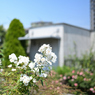 白い薔薇