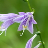 夏の里山で21(夏の花)
