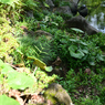 横浜公園_10