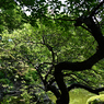 横浜公園_13