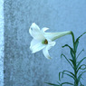 写真句：百合一輪