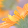 夏花