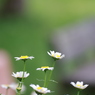花歩記