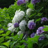 紫陽花①