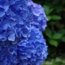 紫陽花③