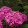 紫陽花④