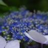 紫陽花⑤
