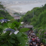 紫陽花⑥