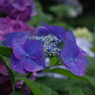 紫陽花⑦