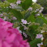 紫陽花⑨