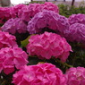 紫陽花⑩