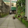 お、江ノ電来た