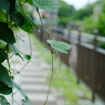 小さな自然