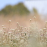小さき野草