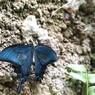 夏休み中の生物園～xiii